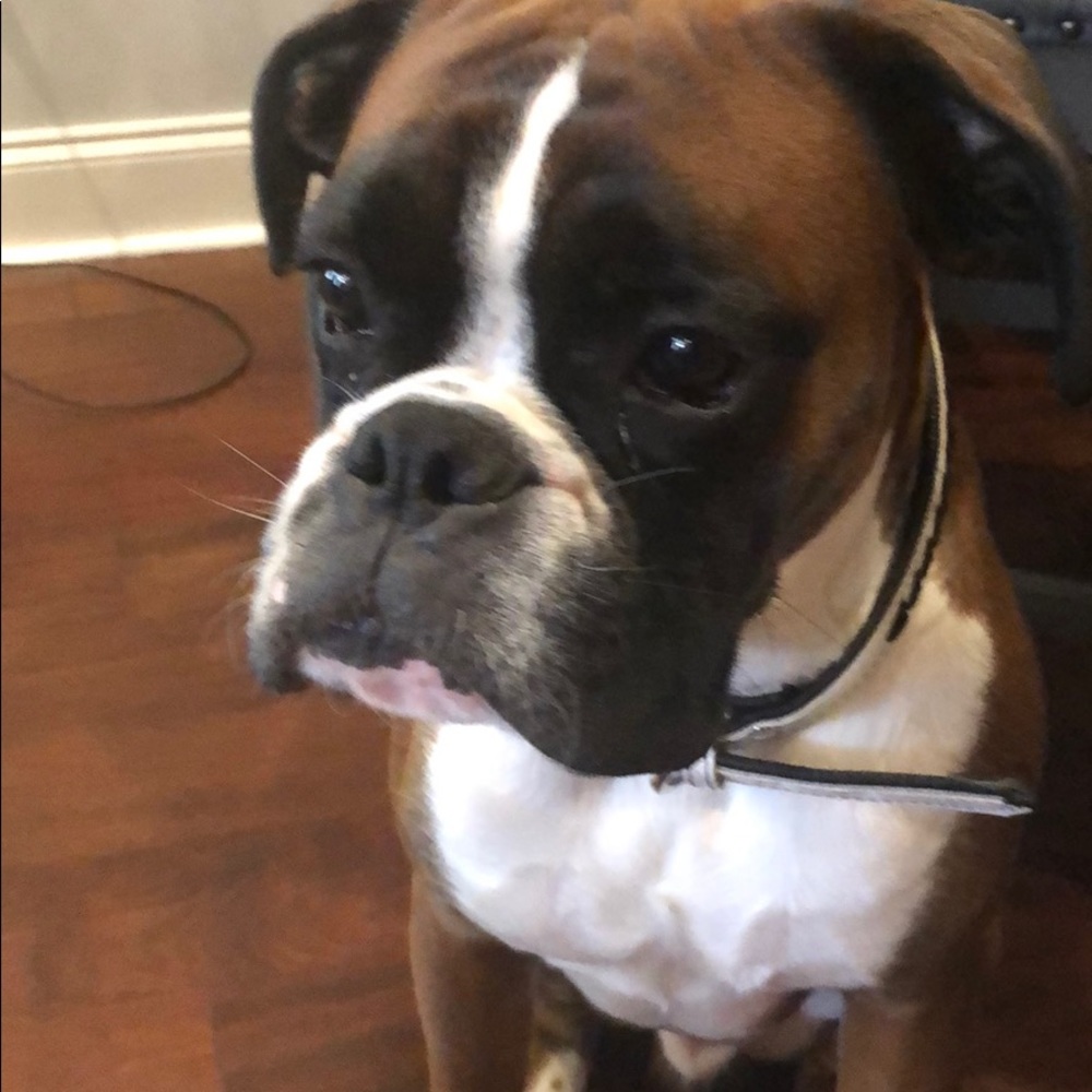 Meet your Posher, William